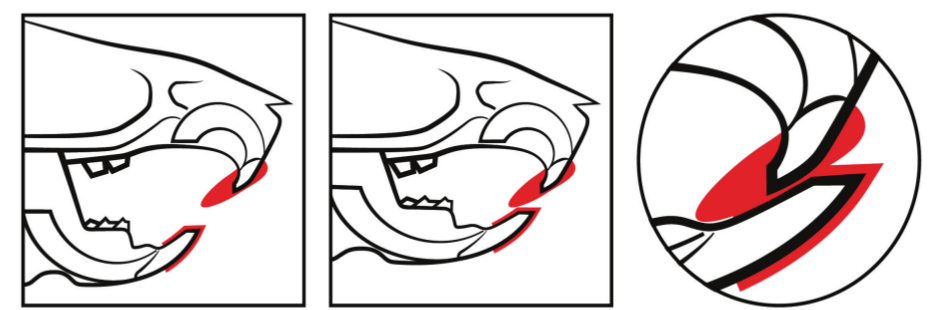 Figure 3. Schematic sequence of habitual
occlusion in a rat (Control Group).