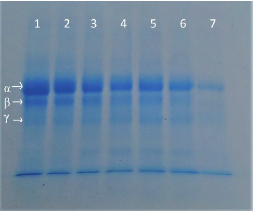 Fibrinolytic activity of the crude extracts produced by BF-20 in 120
hours. Line 1 (fibrin control), 2 (fibrin + medium control), Lines 3, 4, 5, 6
and 7 (fibrin + enzyme extract) incubated for 15, 30, 45, 60 and 120 min.
respectively. 

 