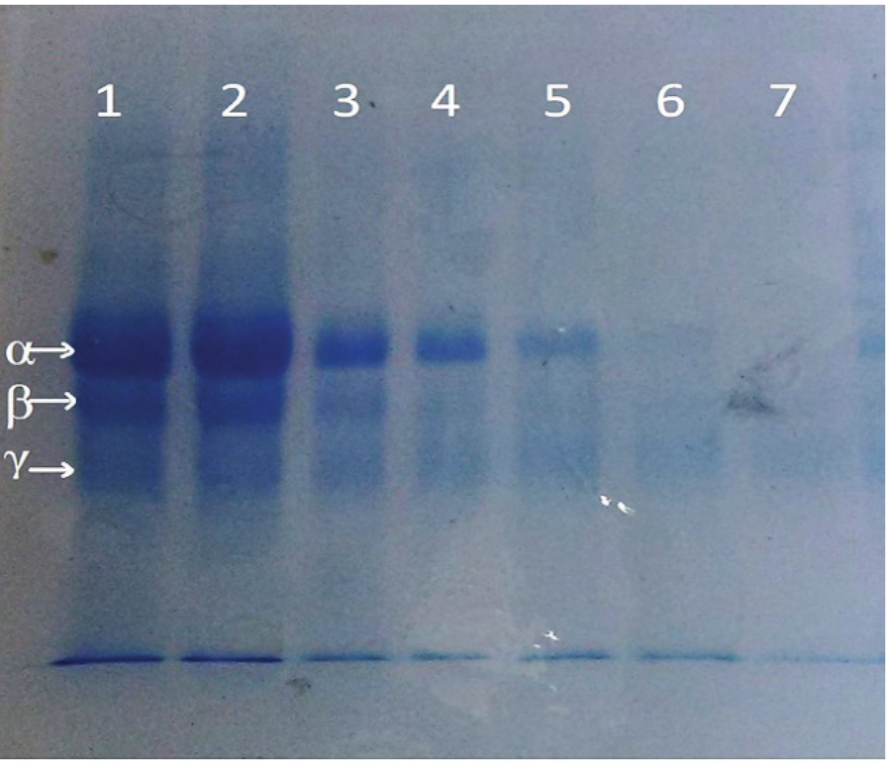 Fibrinolytic activity of the crude extracts produced by BF-20 in 120
hours. Line 1 (fibrin control), 2 (fibrin + medium control), Lines 3, 4, 5, 6
and 7 (fibrin + enzyme extract) incubated for 1, 2, 4, 6, 8 hours respectively.