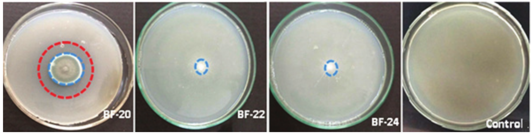 Formation of proteolytic halos by BF-20, BF-22 and BF-24. The red lines
represent the diameter of the degradation halo and the blue lines the diameter
of the colonies. The enzymatic activity was determined by the enzymatic index
(EI) expressed as the ratio of the mean diameter of the degradation halo and
the mean diameter of the colony. 

 