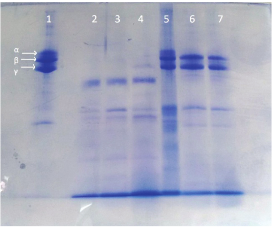 Fibrinogenolytic activity of the crude extracts produced by BF-20. Line
1 (fibrinogen control), 2 (Fibrinogen + enzyme extract medium3), 3 (fibrinogen
+ enzyme extract medium 2), 4 (fibrinogen + enzyme extract medium 1), 5
(fibrinogen + medium control 3), 6 (fibrinogen + medium control 2), 7
(fibrinogen + medium control 1). 

 