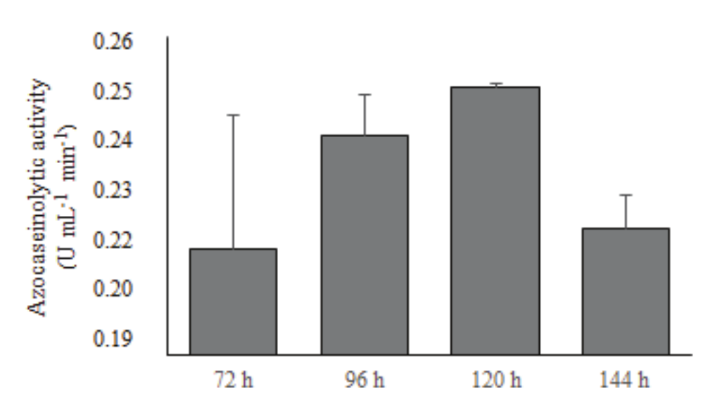 Proteolytic activity, using azocasein as
substrate, at different incubation times, using 50 mM citrate Buffer, pH 5.0 +
0.1% yeast extract + 1% skim milk (Medium 2). The fermentations were carried
out at different incubation times, at 180 rpm, at 28°C. 

 