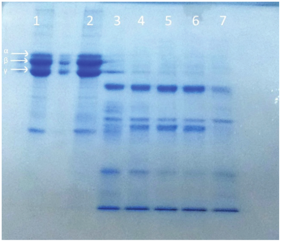 Fibrinogenolytic activity of the crude extract produced by BF-20 after
120 hours of fermentation. Line 1 (fibrinogen control), 2 (fibrinogen + medium
control), Lines 3, 4, 5, 6 and 7 (fibrinogen + enzyme extract) incubated for
15, 30, 45, 60 and 120 min., respectively. 

 