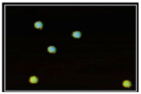 Figure 4.Representative photograph of Comet morphology of the Ginger group of rats showing Grade 0 represents no damage (%tail DNA <5%).