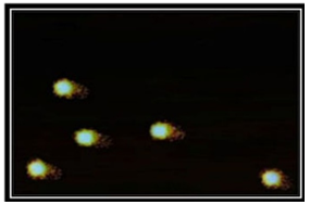 Figure 5. Representative photograph of Comet morphology of the patulin and Ginger group of rats treated for 4 weeks showing grade 1 signifies slight damage (%tail DNA 5-20%).