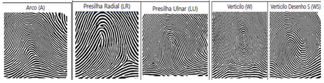 Figure 1. Shapes found by dermatoglyphics.