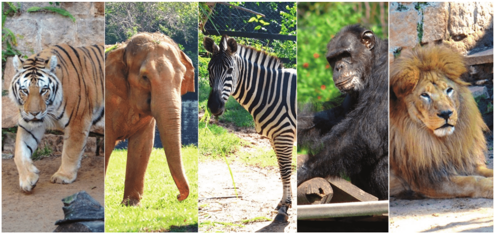 Os cinco animais preferidos dos visitantes, respectivamente: tigre, elefante, zebra, macaco e leão.