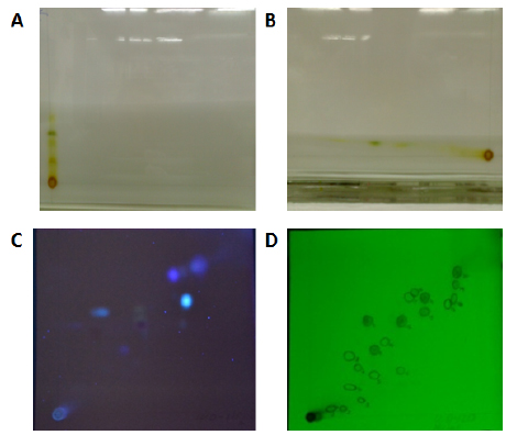 Proceso (CCD-2D) de los extractos
etan&oacute;licos de corteza y hojas de Lauraceae.