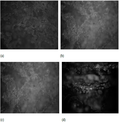 Microanalytical images of mild steel after corrosion without VTU mixture (a)
4X, (b) 10X, (c) 40X, (d) 100X.
