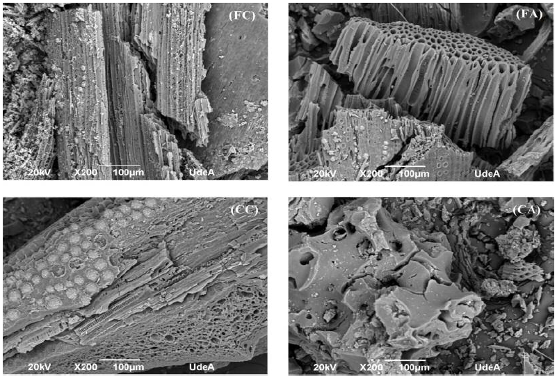 Micrograf&iacute;a SEM de los materiales calcinados y activados. FC: fibra
  calcinada; FA: fibra activada; CC: c&aacute;scara calcinada; CA: c&aacute;scara activada.
