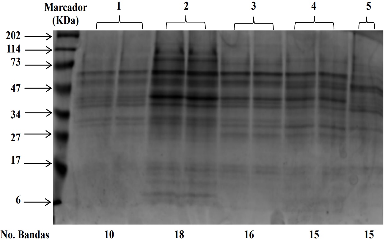 ND SDS<PAGE para la comparaci&oacute;n de las diferentes soluciones de infiltraci&oacute;nempleadas en la extracci&oacute;n de fluido apopl&aacute;stico de tallos de clavel variedad Gran Slamz :Hμg prote&iacute;naq empleando un gel de separaci&oacute;n al N:R y un gel de concentraci&oacute;n al 5R