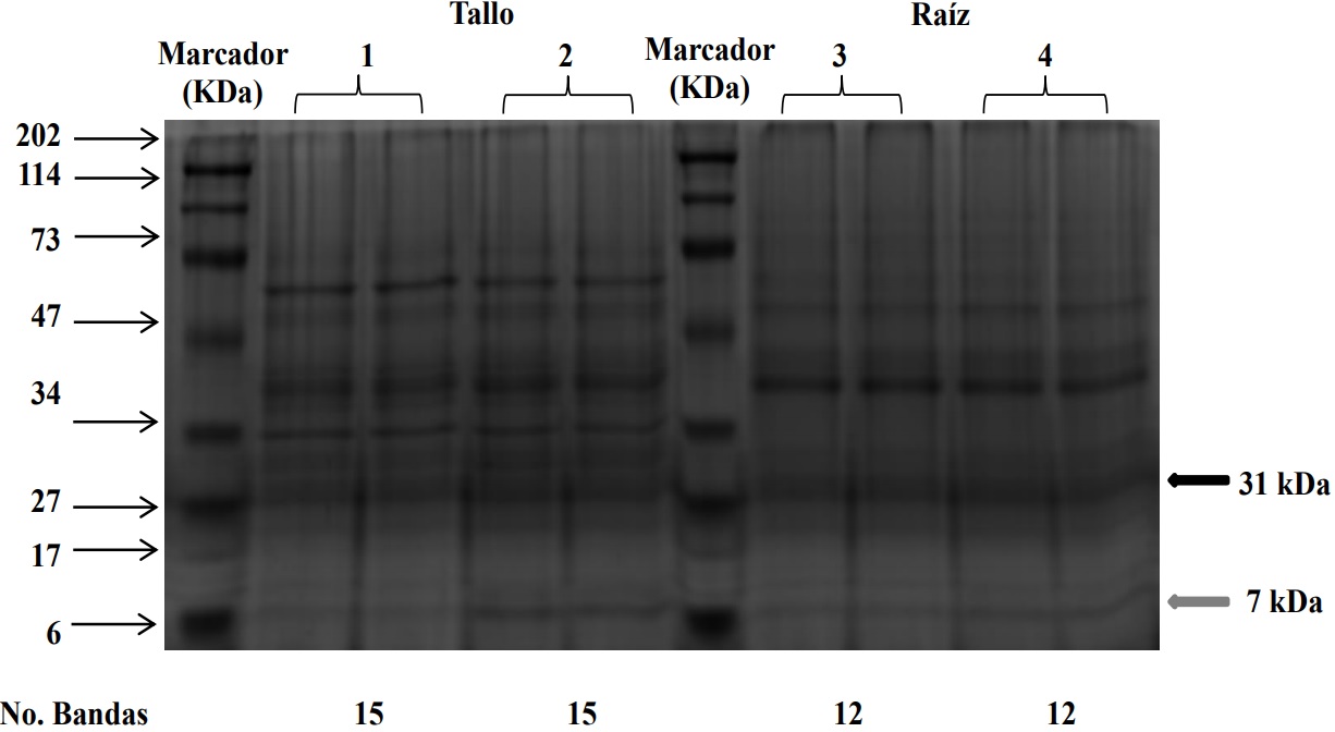 1D SDS-PAGE para la comparaci&oacute;n del efecto de un agente reductor presente en la
soluci&oacute;n de infiltraci&oacute;n empleada en la obtenci&oacute;n de fluido apopl&aacute;stico de tallo y ra&iacute;z de
clavel, variedad Golem. Se emplearon 10 &micro;g prote&iacute;na, gel de separaci&oacute;n al 12% y gel de
concentraci&oacute;n al 5% Al lado derecho del gel se encuentran se&ntilde;aladas las bandas de inter&eacute;s (6,7 kDa para tallo y 30.6 C kDa en tallo y ra&iacute;z)