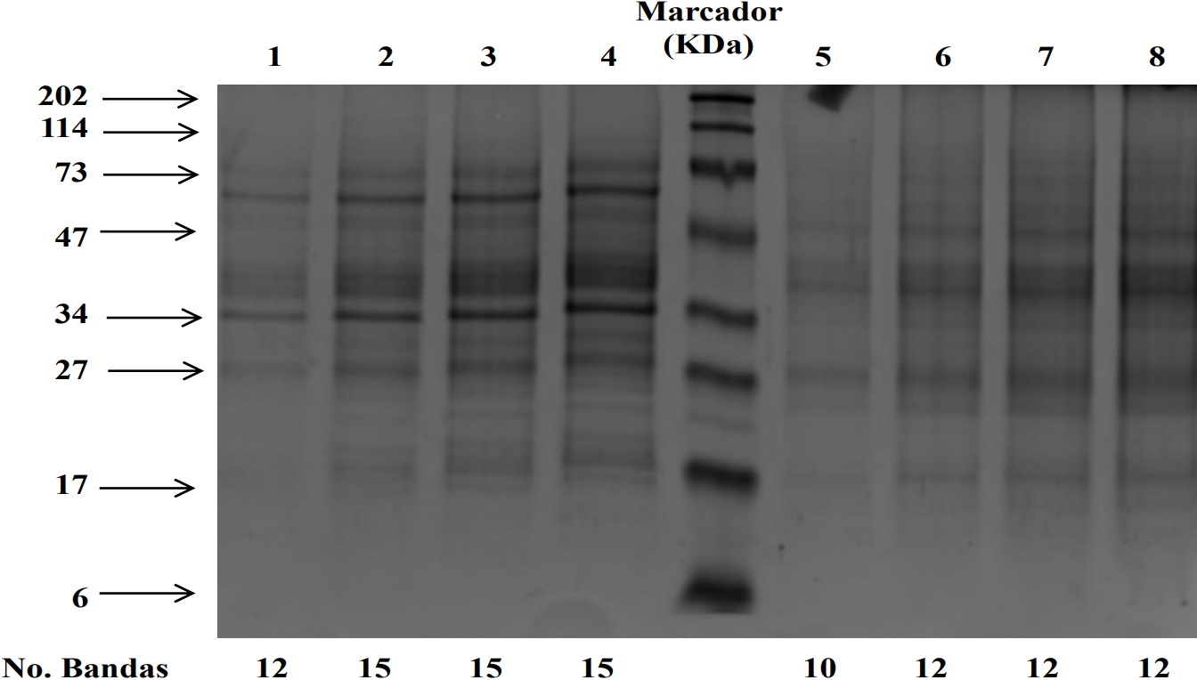 1D SDS-PAGE para la comparaci&oacute;n de diferentes cantidades de prote&iacute;nas presentes
en extractos de prote&iacute;nas provenientes del fluido apopl&aacute;stico de tallo y ra&iacute;z de clavel, variedad
Golem, empleando la soluci&oacute;n de infiltraci&oacute;n n&uacute;mero 3 y diferentes cantidades de prote&iacute;na. Gel de separaci&oacute;n al 12% y gel de concentraci&oacute;n al 5% Tallo, 5 &micro;g (carril 1) 10 &micro;g (carril 2), 15 &micro;g (carril 3),  20  &micro;g (carril 4) Ra&iacute;z 5 &micro;g (carril 5), 10 &micro;g (carril 6), 15 &micro;g (carril 7), 20 &micro;g (carril 8)