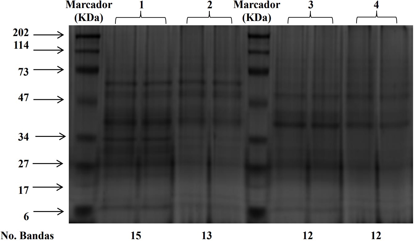 Geles de extractos de prote&iacute;nas obtenidas usando 1 m&eacute;todo
ATC/acetona en tallo, 2 m&eacute;todo ATC/acetona/fenoI en tallo, 3 m&eacute;todo ATC/acetona
en ra&iacute;z, 4 m&eacute;todo ATC/acetona/fenol en ra&iacute;z. Se emplearon 10 μg de prote&iacute;na en
cada carril y un gel de poliacrilamida-SDS al 12%. El gel fue te&ntilde;ido con
Coomassie coloidal. Las muestras empleadas provienen de fluido apopl&aacute;stico de tallo
y ra&iacute;z de clavel variedad Golem, empleando la soluci&oacute;n de infiltraci&oacute;n n&uacute;mero 3