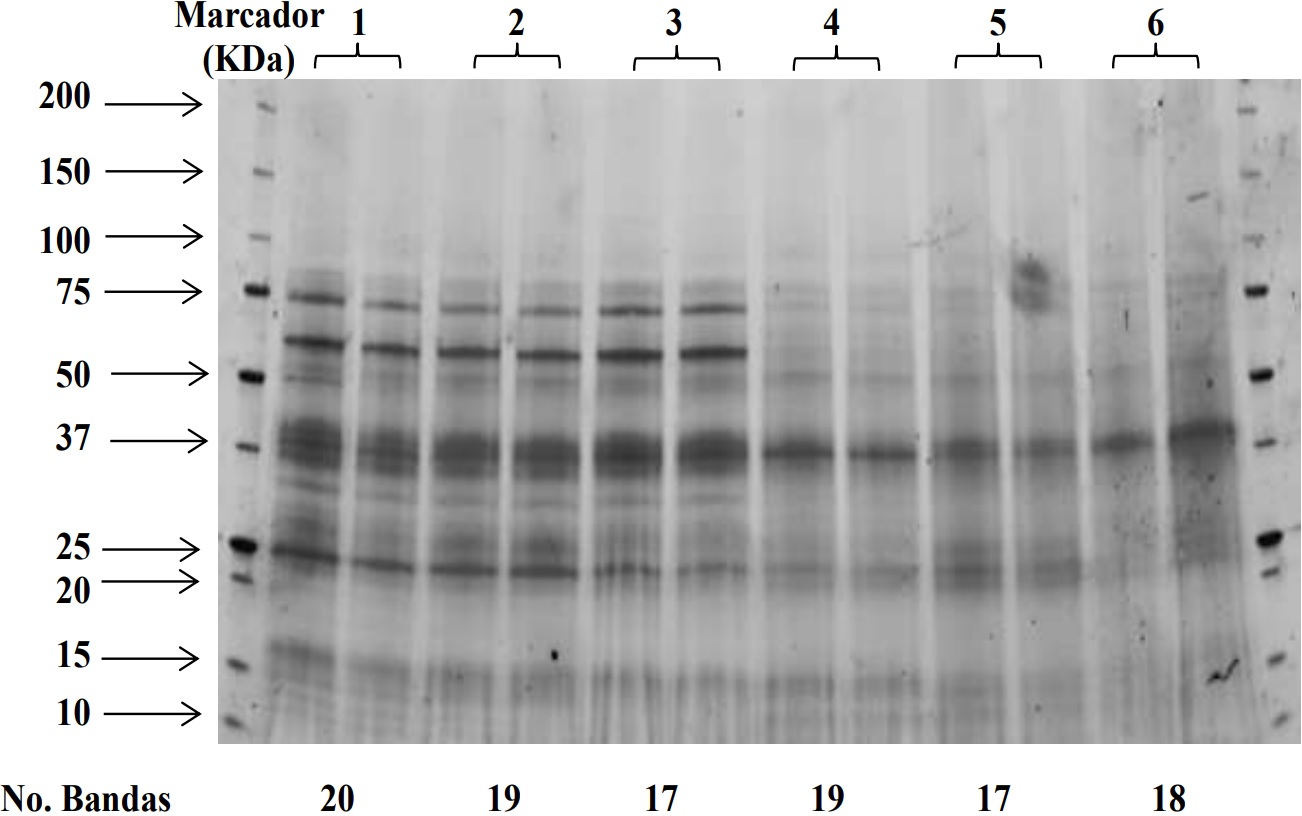 1D SDS-PAGE para la comparaci&oacute;n de extractos de prote&iacute;nas en
diferentes tiempos y con inoculaci&oacute;n con FOD provenientes del fluido apopl&aacute;stico
de tallo y ra&iacute;z de clavel, empleando la soluci&oacute;n de infiltraci&oacute;n n&uacute;mero 3.20 μg
de prote&iacute;na. Gel Criterion Stain FreeTM Bio Rad, USA. Gradiente 4-20%. 1 Tallo
d&iacute;a 0 control, 2 Tallo d&iacute;a 7 control, 3 Tallo d&iacute;a 7 inoculado, 4 Ra&iacute;z d&iacute;a 0
control, 5 Ra&iacute;z d&iacute;a 7 control, 6 Ra&iacute;z d&iacute;a 7 inoculado