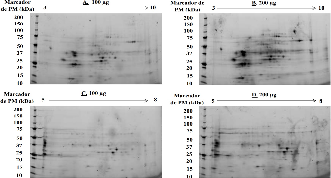 Electroforesis en 2D para los extractos obtenidos mediante
el procedimiento TCA/Acetona a partir de fluido apopl&aacute;stico de tallos de
clavel, con diferentes cantidades de prote&iacute;na total y rango de pH en cada tira
de isoelectroenfoque. A. 100 gg, pH 3-10, B. 200 μg,
pH 3-10, C. 100 μg, pH 5-8, D. 200 μg, pH 5-8