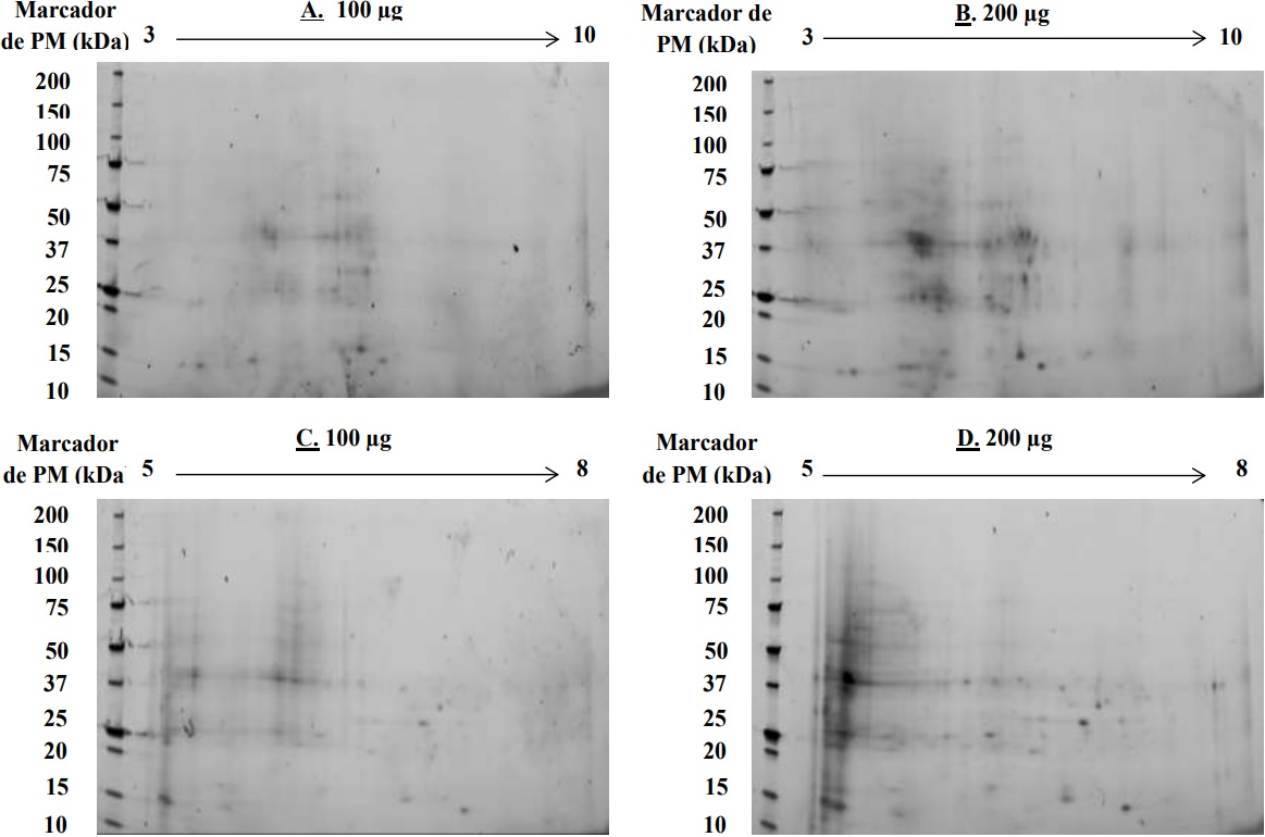 Electroforesis en 2D para los extractos obtenidos mediante
el procedimiento TCA/Acetona a partir de fluido apopl&aacute;stico de ra&iacute;ces de clavel,
con diferentes cantidades de prote&iacute;na total y rango de pH en cada tira de
isoelectroenfoque. A. 100 μg, pH
3-10, B. 200 μg, pH 3-10, C. 100 μg, pH
5-8, D. 200 μg, pH 5-8