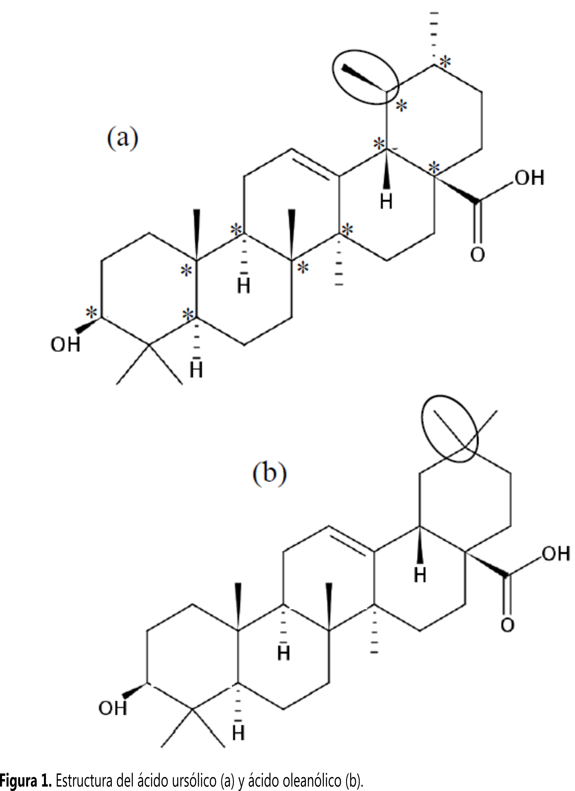 Estructura del &aacute;cido urs&oacute;lico (a) y &aacute;cido olean&oacute;lico (b).