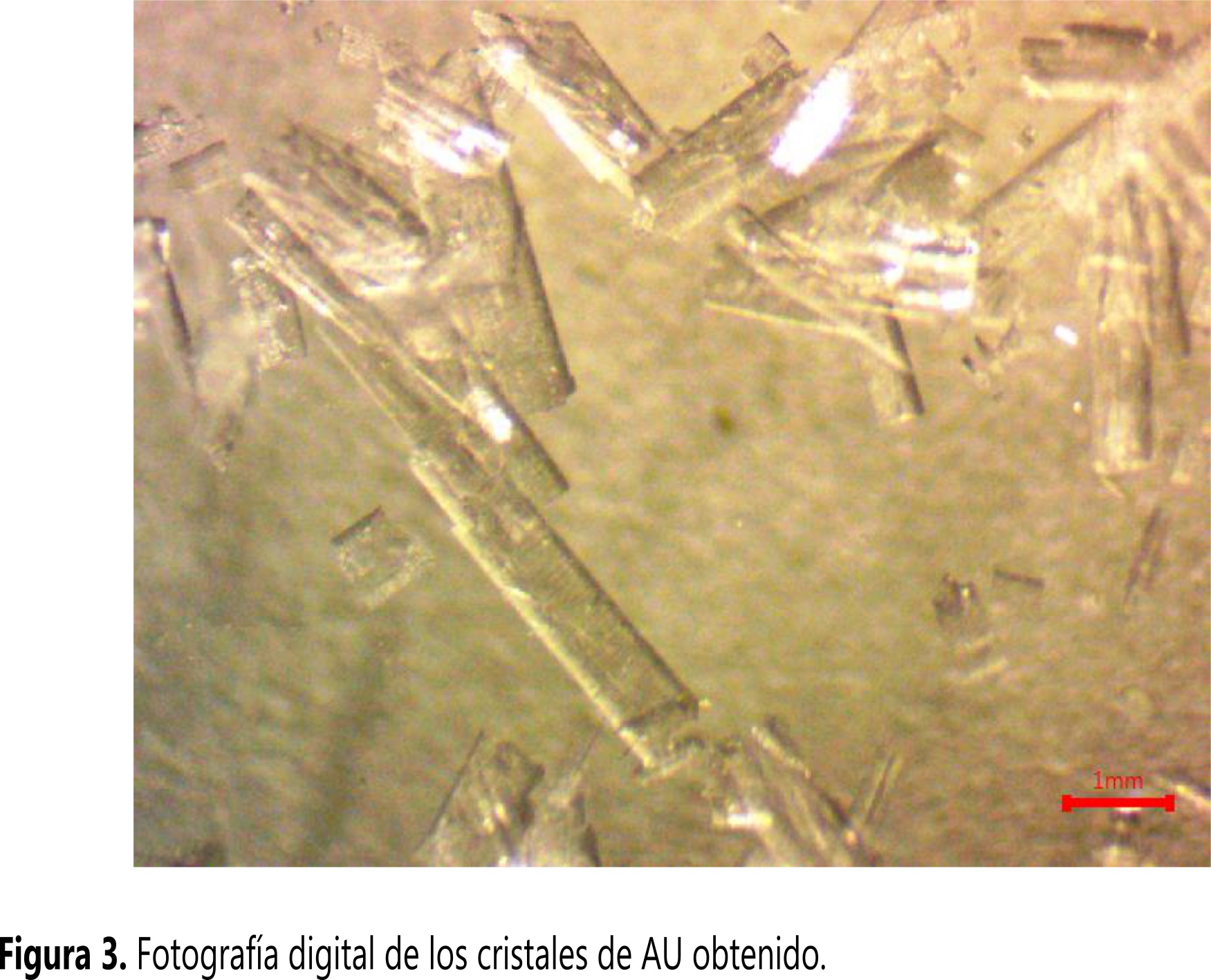 Fotograf&iacute;a digital de los cristales de AU obtenido.