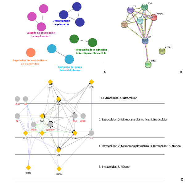 Figura 4. Análisis
ontológico de las proteínas consideradas diferenciales. A. Red de anotaciones, los nodos representan la ontología de
Proceso Biológico (BP) y vías de señalización (KEGG, Reactome y WikiPathways). B. Red de interacción de proteínas con
visualización de evidencia y un score
de confianza medio (0,4). C. Red
obtenida en CluePedia enriquecida en visualización Cerebral Layout que refleja el componente celular. Los
nodos de entrada corresponden a las proteínas diferencialmente expresadas y se
presentan como círculos de color gris, los nodos enriquecidos o proteínas hub
se presentan como triángulos de color amarillo. HP: Haptoglobina, AZGP1: Zinc-alfa-2-glicoproteína,
Serpina
1: Alfa-1-antitripsina, TF:
Serotransferrina, C3: Complemento C3, LRG1: Alfa-2
Glicoproteína rica en leucina, APO A1: Apolipoproteína AI, FGG: Cadena gamma del Fibrinógeno, EGF: Factor de crecimiento
epidermal, A2M: Alfa-2-macroglobulina.