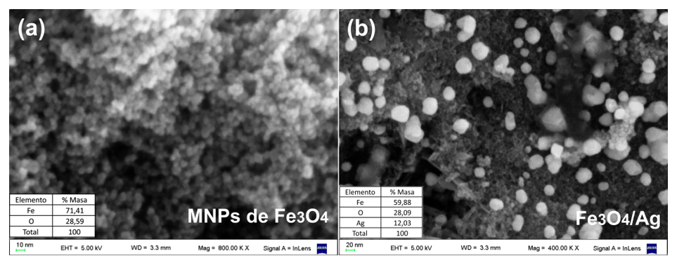  Im&aacute;genes SEM (a) MNPs de Fe3O4,
(b) nanocompuesto de Fe3O4/Ag.