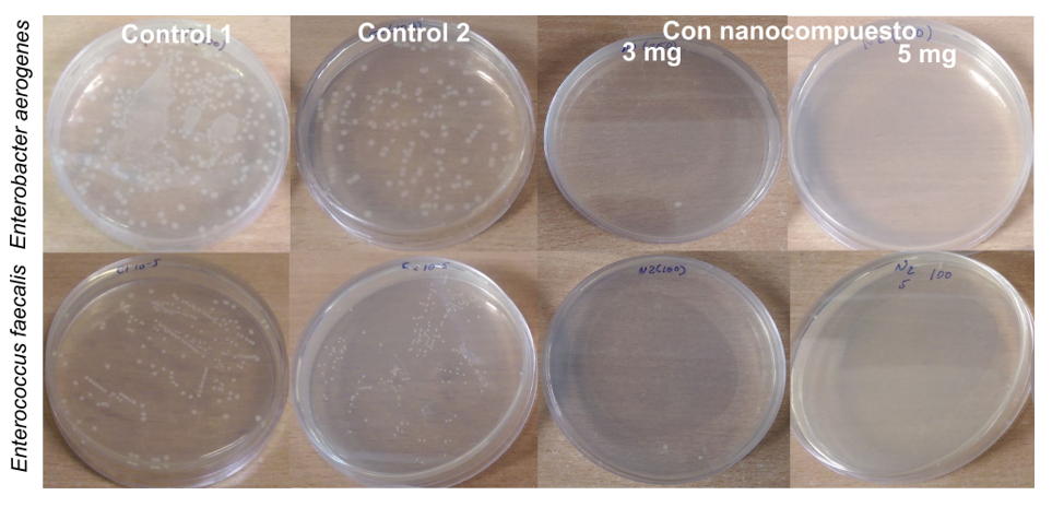 Placas
despu&eacute;s de la incubaci&oacute;n a 37&deg;C para el Control 1, Control 2 y tratamiento con
el nanocompuesto de las bacterias Enterobacter aerogenes y Enterococcus faecalis.
