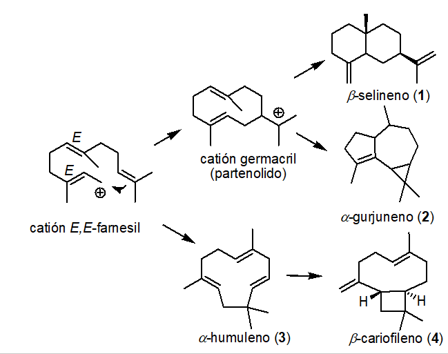 Esquema de la biosíntesis de β-Selineno, α-humuleno y β-cariofileno.