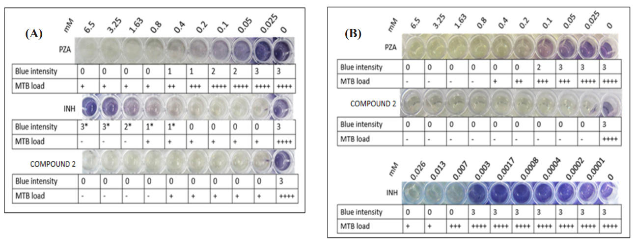 Determination of the minimum inhibitory concentration (MIC) of PZA, INH, and compound 2 at pH 6.7 (A) and pH 6.0 (B) on MTB H37Rv by tetrazolium microplate assay and microscopic evaluation. The blue intensity was categorised with 0, 1, 2, and 3; 0 indicates no colour change, 1 and 2 indicate low-intensity colour change, and 3 shows a high-intensity colour change. The MTB load was represented by a plus sign (+) and the absence of MTB by a minus (−) sign.