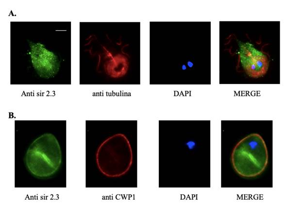 Figura 9. Identificaci�n de GdSir2.3 end�gena mediante inmunofluorescencia. A. Inmunofluorescencia sobre trofozo�tos. En verde se presenta la localizaci�n de Gdsir2.3, en rojo la se�al de tubulina, como control; en azul los n�cleos y el merge de las tres im�genes. B. Inmunofluorescencia sobre quistes. En verde GdSir 2.3, en rojo anti CWP1, marcadora de la pared del quiste, en azul los n�cleos y el merge de las tres im�genes. El anticuerpo IgY-α-6xHisGdSir2.3 permiti� identificar a GdSir2.3 como una prote�na citoplasm�tica en ambos estadios del ciclo de vida del par�sito. Cabe mencionar que la prote�na presenta una distribuci�n vesicular y una concentraci�n cerca de la pared del quiste.
