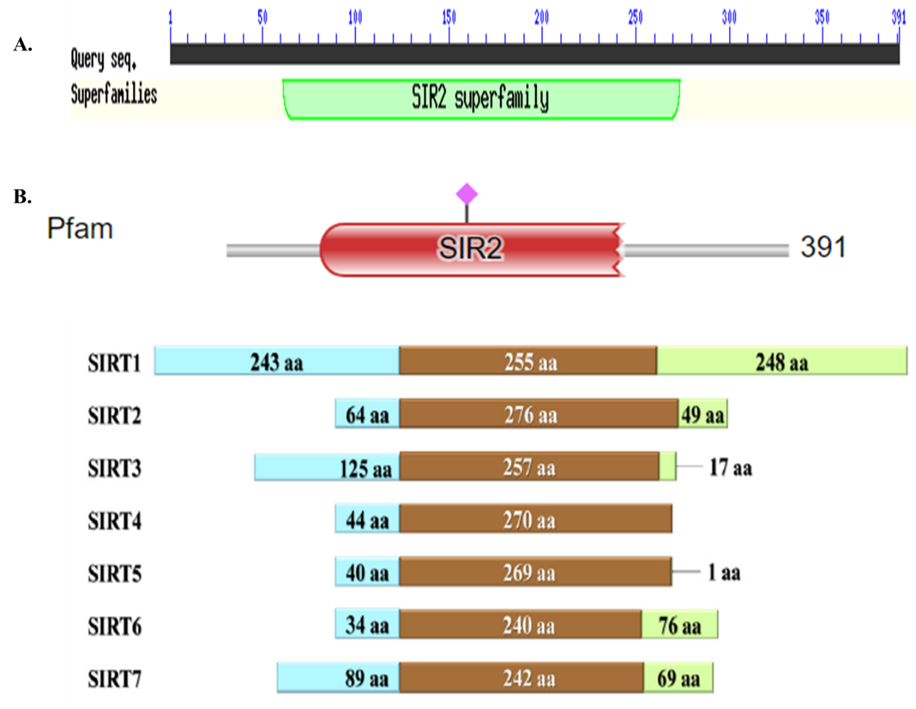 Figura 2. Representaci�n esquem�tica de la estructura sirtuina. A. Predicci�n de dominios conservados con el servidor CDD &ndash; NCBI. B. Predicci�n de dominios conservados con el servidor Pfam C. Representaci�n esquem�tica de las estructuras de las siete sirtuinas humanas. En azul se observa el extremo N &ndash; Terminal; en caf�, el dominio conservado; en verde, el C &ndash; Terminal. Tomado de Sacconay y colaboradores (2016).