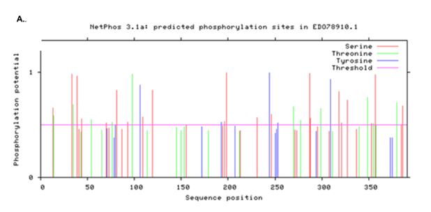 Figura 3. Predicci�n de fosforilaciones del candidato GdSir2.3. A. Predicci�n de fosforilaciones sobre el candidato GdSir2.3 mediante el servidor NetPhos 3.1 de Expasy.