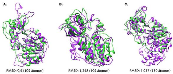 Figura 4. Comparaci�n por superposici�n de modelos tridimensionales de GdSir2.3 (GL50803_16569), realizados en diferentes servidores, con plantilla cristalizada de SIRT5 (Q9NXA8). En cada superposici�n se indica el n�mero RMSD que es menor de dos en todos los casos. A. Modelo por homolog�a. B. Modelo por threading. C. Modelo por ab initio.