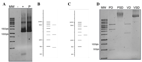 Creaci�n del pl�smido recombinante pET-100-GdSir2.3. A. Evaluaci�n de pl�smido recombinante por PCR. TBE &ndash; Agarosa 1%. MW: marcador de peso molecular 1Kb. P: pl�smido pET-100-GdSir2.3; B. Perfil de digesti�n esperado para el pl�smido recombinante. NebCutter V. 2.0; C. Perfil esperado para el pl�smido vac�o NebCutter V; D. Digesti�n del pl�smido con EcoRV, en orden: PD: pl�smido recombinante digerido, PSD: pl�smido sin digerir, V: pl�smido vac�o digerido, VSD: pl�smido vac�o sin digerir