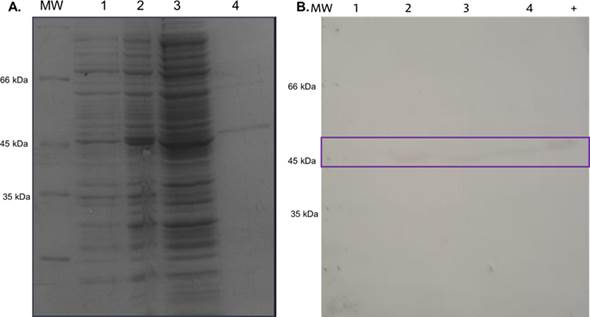 Figura 6. Purificaci�n de 6xHis - GdSir2.3 a partir de la fracci�n soluble de E. coli cepa Shuffle por cromatograf�a de afinidad a n�quel. A. SDS - PAGE, acrilamida 10%. B. Western blot, membrana de nitrocelulosa. 1�: IgY - α - 6xHis - GdSir2.3 (1:1000), 2�:α - IgY - Fosfatasa alcalina (1:10000). MW: marcador de peso molecular, 1: c�lulas totales sin inducir, 2: c�lulas totales inducidas, 3: fracci�n soluble, 4: eluido, +: Fracci�n insoluble de E. coli cepa Shuffle inducidas, -: BSA.