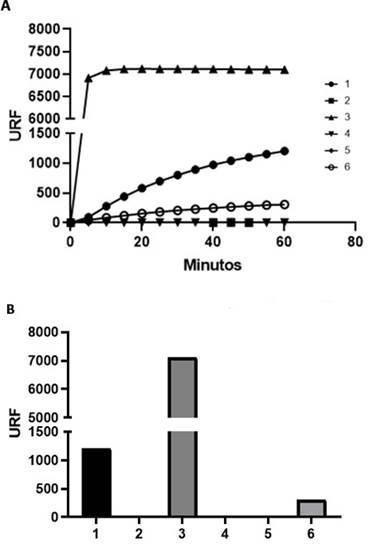 Figura 7. Evaluaci�n de la actividad deacetilasa dependiente de NAD de 6xHis &ndash; GdSir2.3. A. Actividad deacetilasa en funci�n del tiempo. 1. 6xHis &ndash; GdSir2.3 (300 ng) en buffer de deacetilaci�n. 2. 6xHis &ndash; GdSir2.3 (250 ng) en buffer de eluci�n. 3. SIRT1 de H. sapiens (250 ng). 4. 6xHis &ndash; GdSir2.3 (250 ng) en ausencia de NAD (8mM). 5. Reacci�n de deacetilaci�n sin 6xHis &ndash; GdSir2.3 en presencia de buffer de deacetilaci�n. 6. Reacci�n de deacetilaci�n sin 6xHis &ndash; GdSir2.3. B. Actividad deacetilasa medida en URF (unidades relativas de fluorescencia).