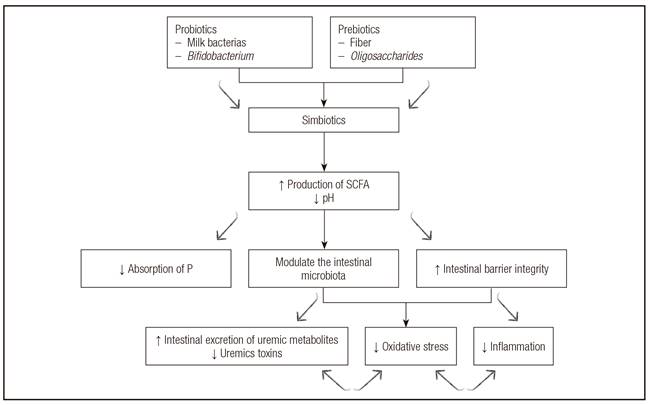 Potential mechanisms involved in the modulation of intestinal microbiota and the reduction of oxidative stress and inflammation by pre- and/or probiotic products in chronic kidney disease. SCFA: short-chain fatty acids; P: phosphorous.