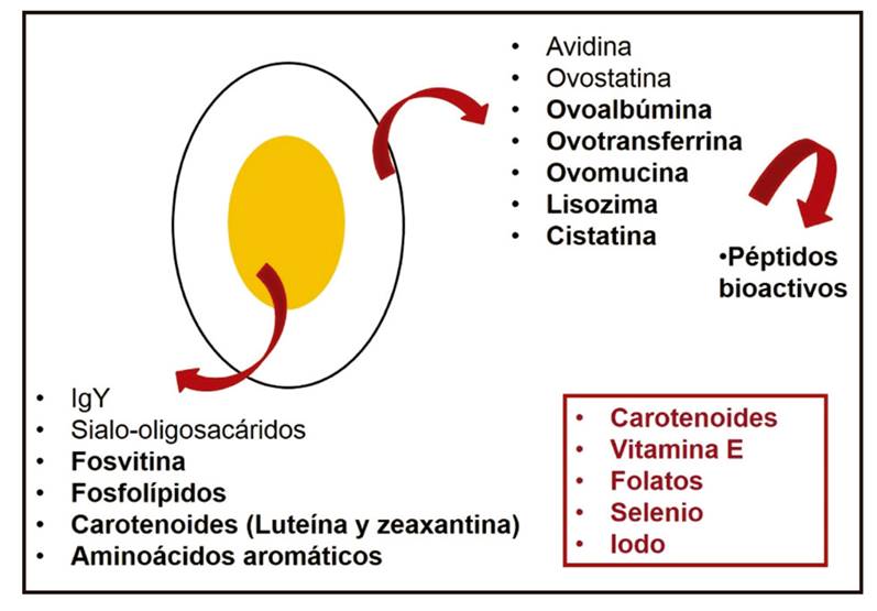 Componentes bioactivos del huevo, adaptado de Nimalaratne y Wu (2). En negrita se marcan los compuestos con actividad antioxidante; en rojo, los compuestos con los que pueden enriquecerse los huevos a través de la alimentación de las gallinas.