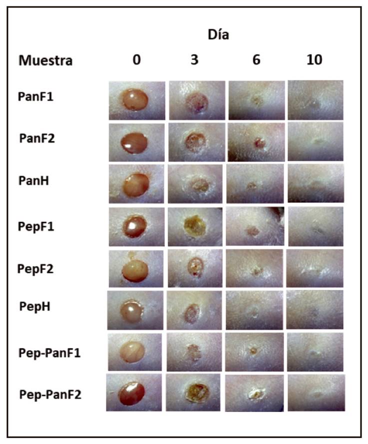 Análisis macroscópico de heridas cutáneas. Los días 0, 3, 6 y 10 con los tratamientos: A. control (agua destilada); B. PanF1; C. PanF2; D. PanH; E. PepF1; F. PepF2; G. PepH; H. Pep-PanF1; e I. Pep-PanF2.