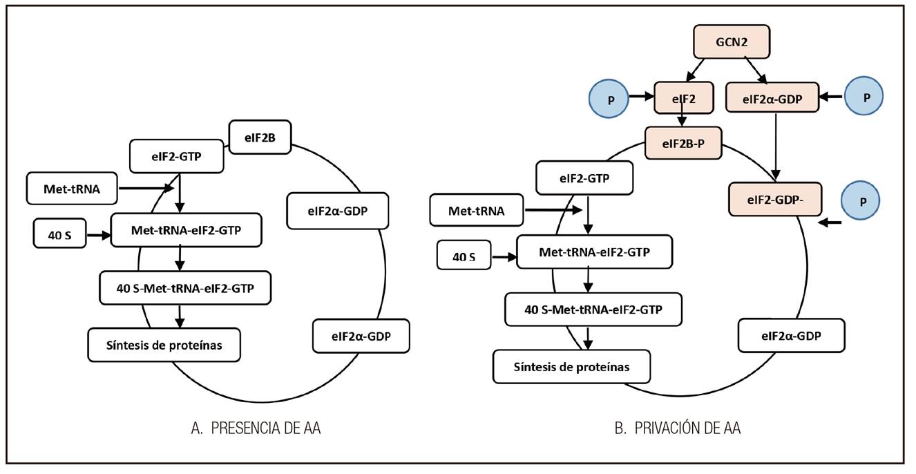Inicio de la traducci&oacute;n en (A) presencia de AA y (B) privaci&oacute;n de AA de la dieta. Adaptado de Fafournoux y cols. (27).