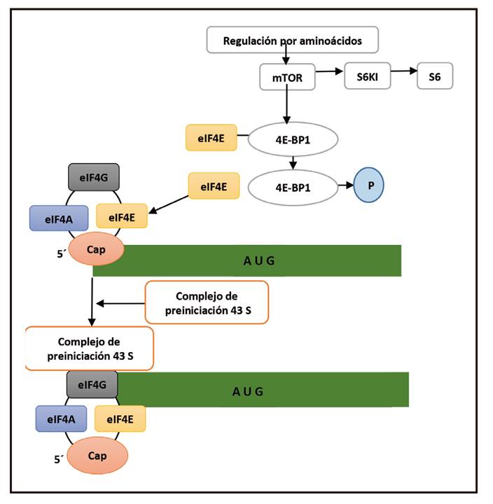 Activaci&oacute;n de mTOR mediante la privaci&oacute;n de AA de la dieta, fosforilaci&oacute;n del 4E-BP1 y de la prote&iacute;na S6. Adaptado de Fafournoux y cols. (27).