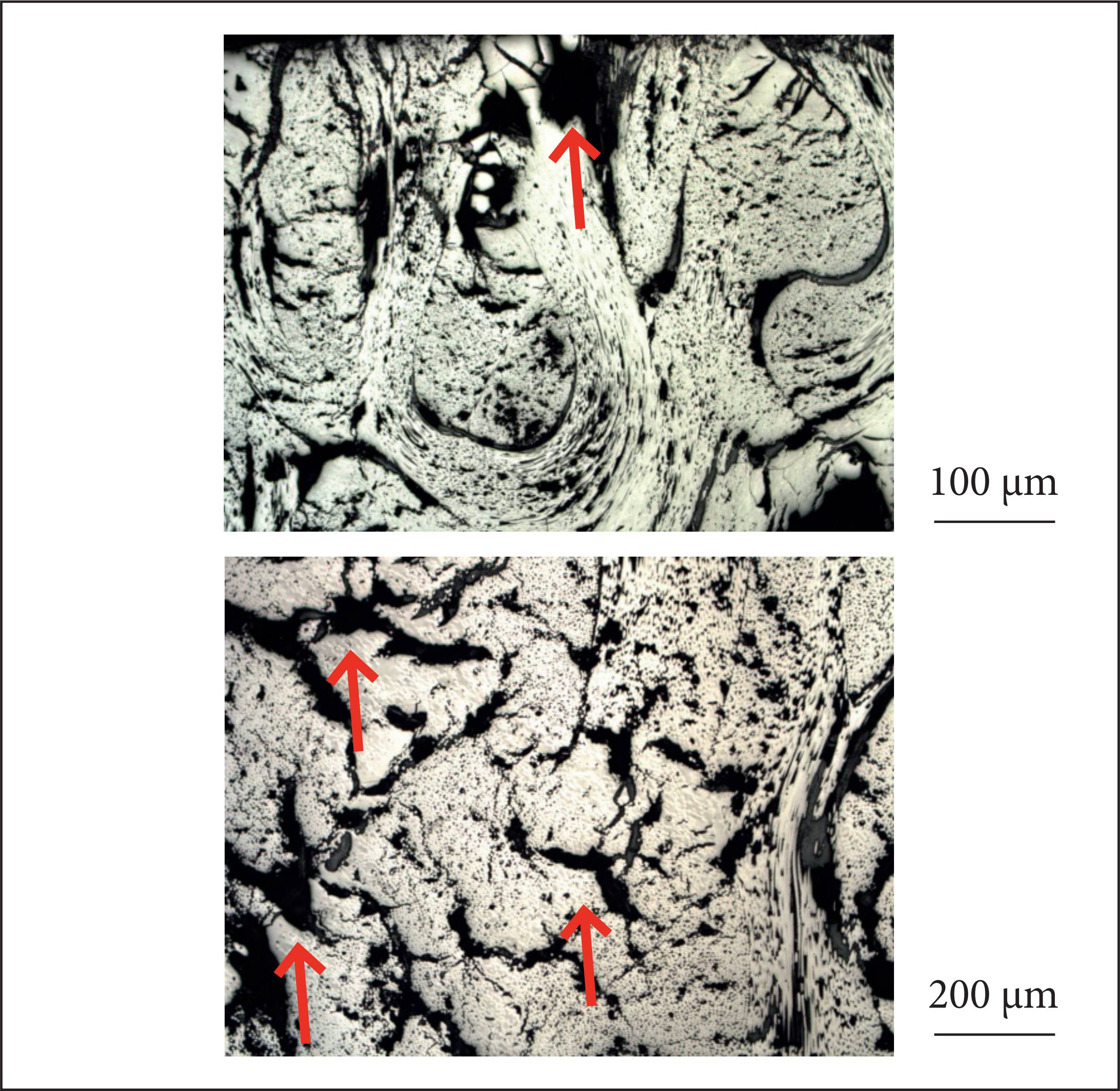 Photomicrographs of the 1,000 °C treated samples.