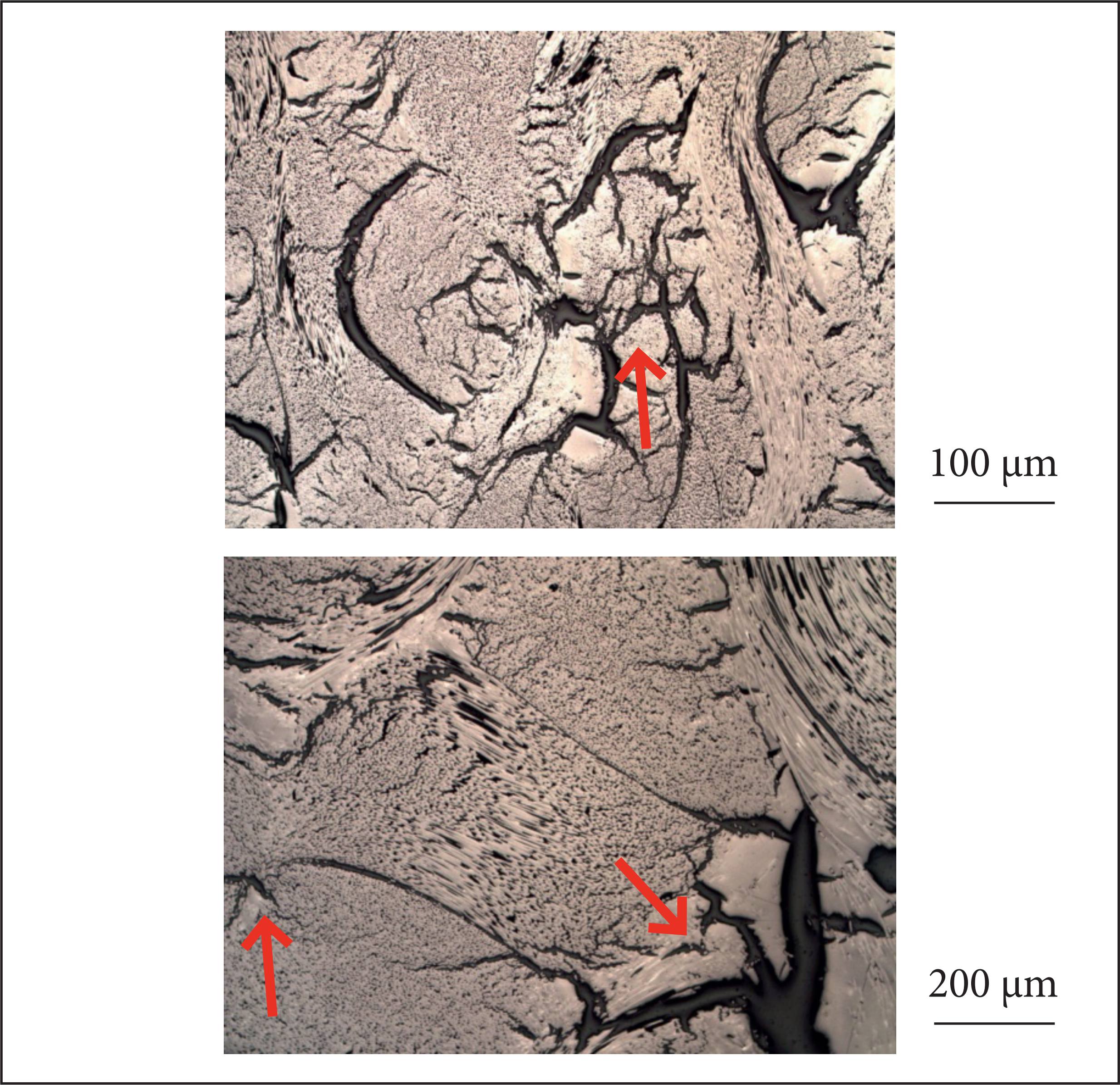 Photomicrographs of the 1,500 °C treated samples.