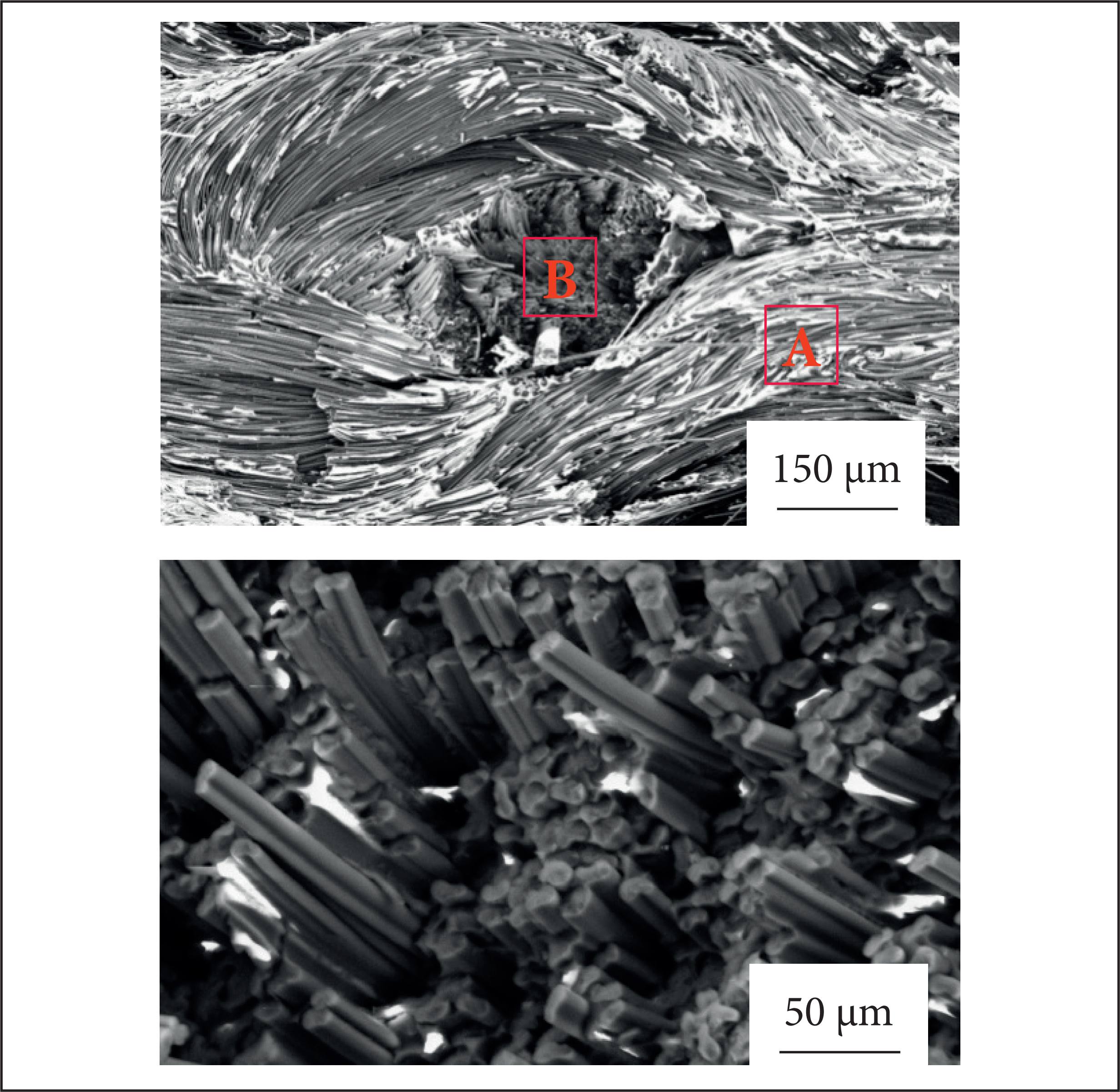 SEM photomicrographs of the untreated samples.