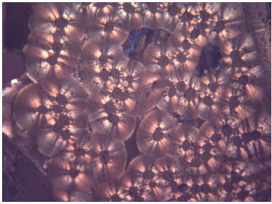 Microscopy with white polarized light of hexane samples densified at
							1200 &ordm;C.