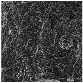 SEM image of the fracture of a dense body produced with
							hexane.