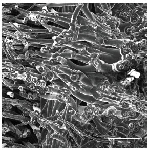 SEM image of the fracture of a body produced with ethanol at 1000
							&ordm;C.