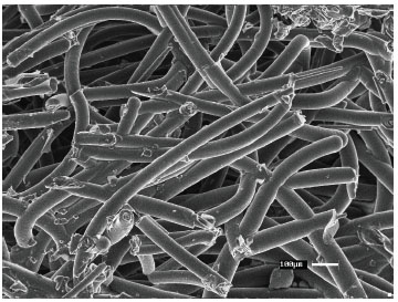 SEM image of the interior of a densified sample with soybean oil
							showing the porosity resulted from the use of this precursor.