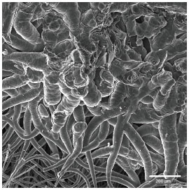 SEM image of the cones forming the densification front in hexane
							precursor.