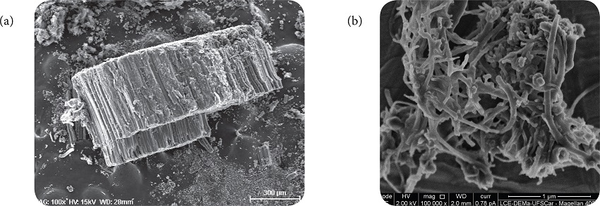 SEM images of CNT: (a) a block of vertically aligned CNT as grown;
							(b) CNT- Am after acids and ethylenediamine treatment.