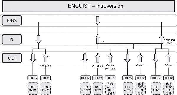 Árbol de decisión desde la variable introversión. E/BS: extroversión/búsqueda de sensaciones; N: neuroticismo; CUI: insensibilidad emocional, impulsividad/agresividad.